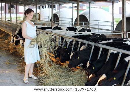 Woman in dress holds hay near stall with cute calves in big cow farm.