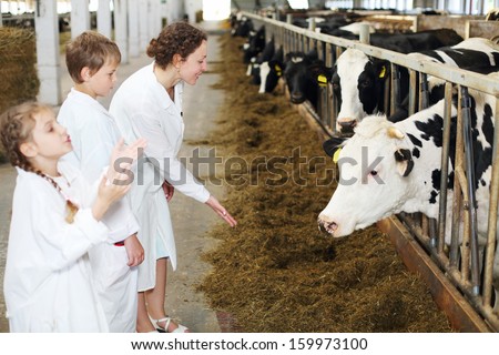 Son, mother and little daughter in white look at many cows in long stall. Focus on woman and right cows.