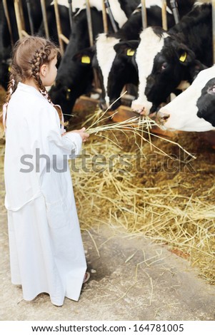 Back of little girl in white robe giving hay to cows at large farm. Focus on girl.