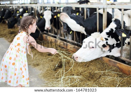 Cute little girl in dress gives hay for cow in long stall. Focus on girl.