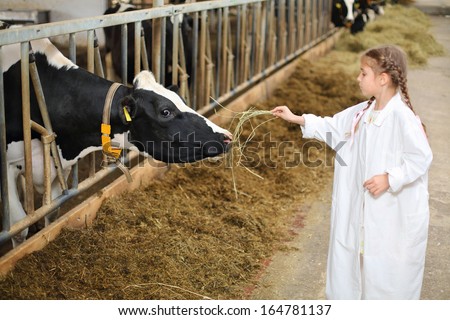Cute little girl in white robe gives hay to cow at large farm. Focus on cow.