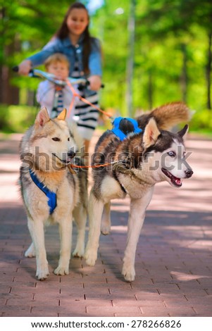 girl and little boy riding on scooter in team of two sled dogs, focus on dogs