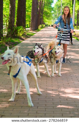 girl riding scooter in team of two sled dogs in summer park, focus on two dogs