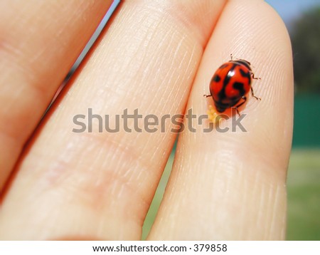 lady bug laying eggs on my hand!