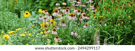 Similar – Image, Stock Photo Echinacea purpurea, yellow variety, inflorescence