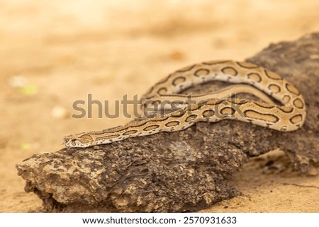 Similar – Image, Stock Photo Indian buzzer