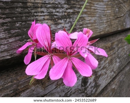 Similar – Image, Stock Photo geranium Flower Geranium