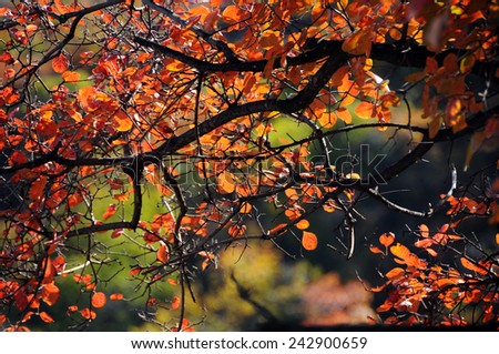 Red leaf in autumn in China