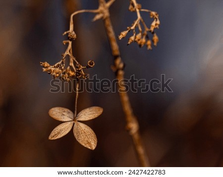 Similar – Foto Bild vertrocknete Hortensienblüte