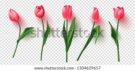 Realistic vector tulips set on transparent background.Vector illustration.