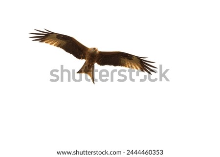 Similar – Image, Stock Photo The red kite glides elegantly through the air. The sky is cloudy, but he looks down spellbound.