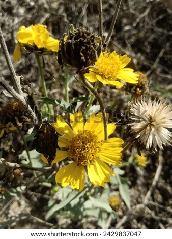 Similar – Image, Stock Photo High alpine daisy plays wallflower