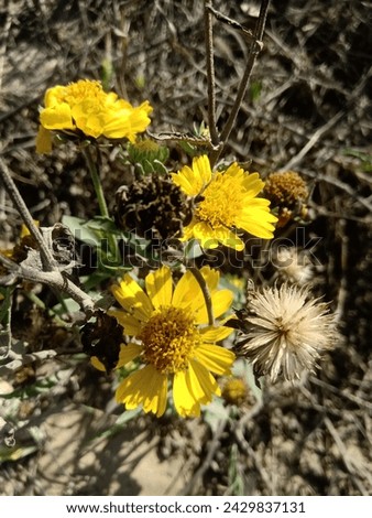 Similar – Image, Stock Photo High alpine daisy plays wallflower