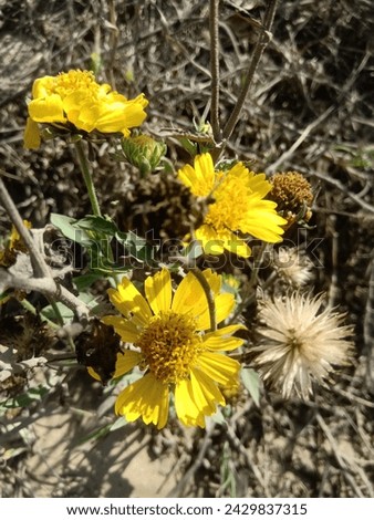Similar – Image, Stock Photo High alpine daisy plays wallflower