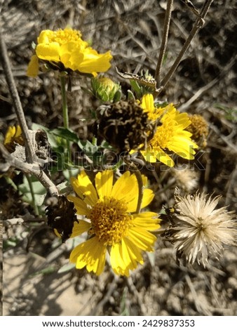 Similar – Image, Stock Photo High alpine daisy plays wallflower