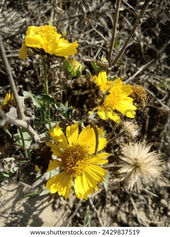 Similar – Image, Stock Photo High alpine daisy plays wallflower