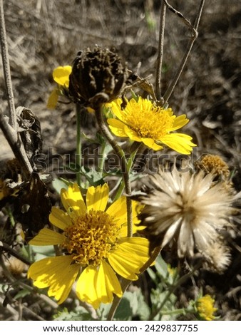 Similar – Image, Stock Photo High alpine daisy plays wallflower