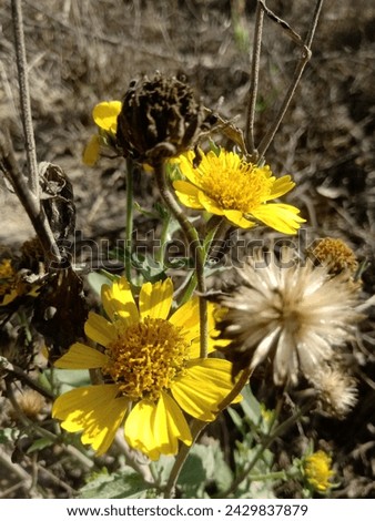 Similar – Image, Stock Photo High alpine daisy plays wallflower