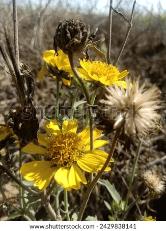 Similar – Image, Stock Photo High alpine daisy plays wallflower