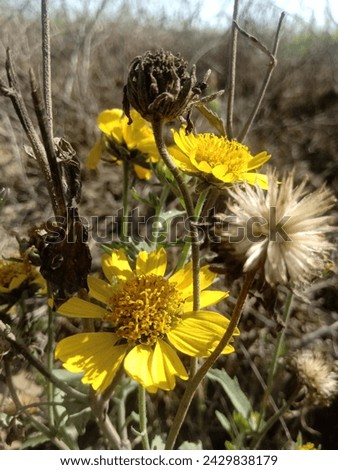 Image, Stock Photo High alpine daisy plays wallflower