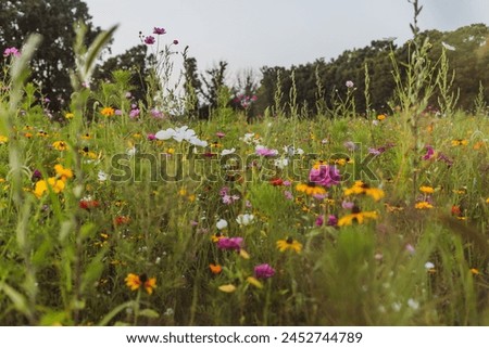 Similar – Foto Bild Wildblumenwiese Umwelt