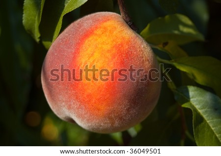 Macro Yellow Peach on a Tree