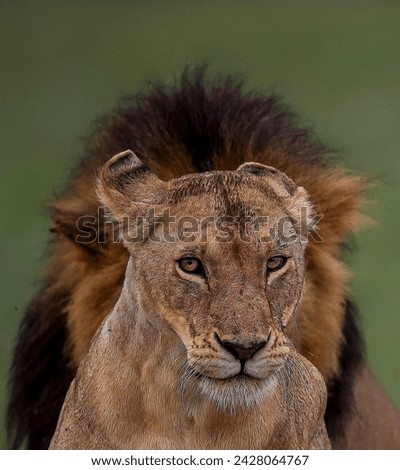 Similar – Image, Stock Photo any more questions? Ask
