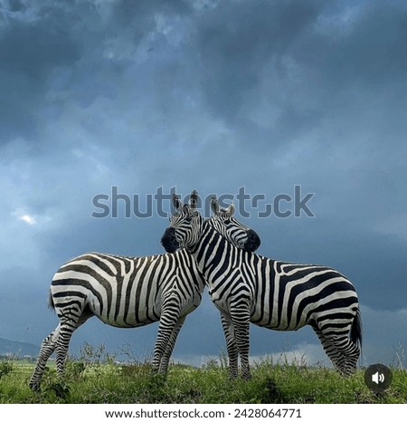 Similar – Image, Stock Photo any more questions? Ask