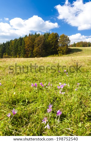 meadow in blossom, Nizke Tatry (Low Tatras), Slovakia