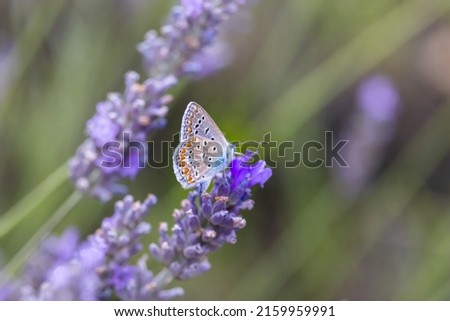 Similar – Image, Stock Photo A butterfly on lavender flower