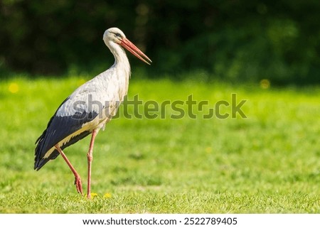 Similar – Foto Bild Störchin und Storch auf einem Bein im Nest