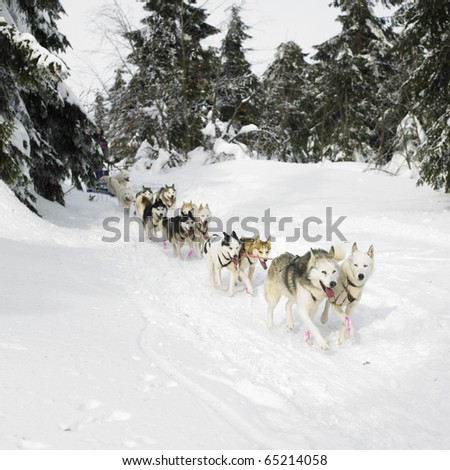 sledge dogging, Sedivacek\'s long, Czech Republic