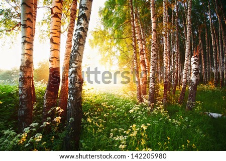 Similar – Image, Stock Photo birch woods