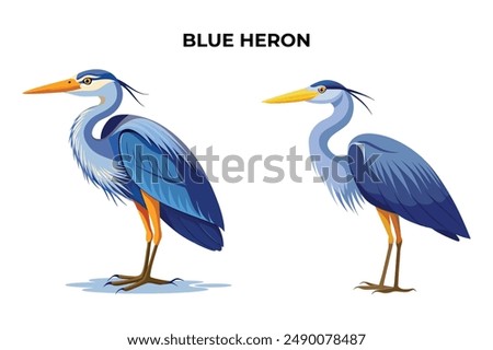 Beautiful Blue Heron on white background vector illustration