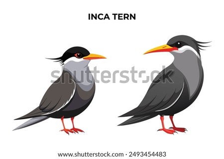 Beautiful Inca Tern on white background vector illustration