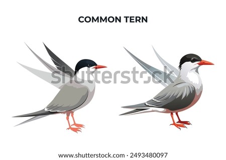 Beautiful Common Tern on white background vector illustration