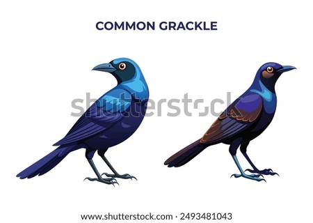 Beautiful Common Grackle on white background vector illustration