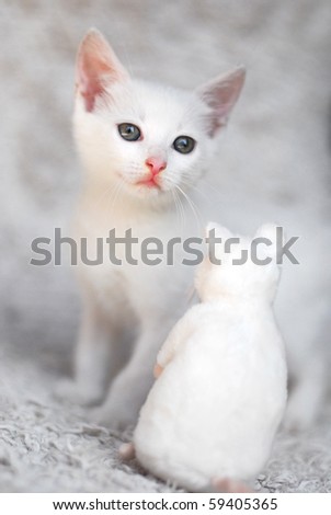 white cat with plush mouse