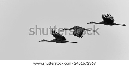 Similar – Image, Stock Photo Flying crane in the light of low morning sun, against blue sky