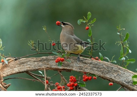 Image, Stock Photo Bird eating berry from snow covered tree