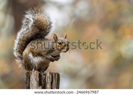 Foto Bild European brown squirrel