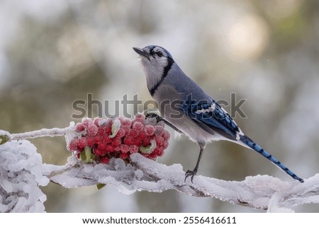 Similar – Foto Bild Rote Beeren mit Schnee bedeckt