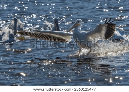 Similar – Image, Stock Photo Terns and pelicans birds