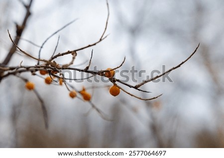 Similar – Image, Stock Photo Detail of thin branches with small yellow flowers