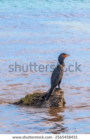 Similar – Image, Stock Photo Cormorants sit in the sunrise and dry their plumage