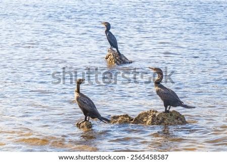 Similar – Image, Stock Photo Cormorants sit in the sunrise and dry their plumage