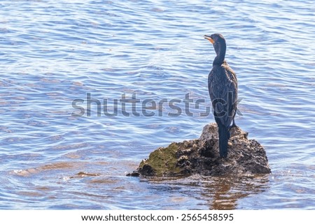 Similar – Image, Stock Photo Cormorants sit in the sunrise and dry their plumage