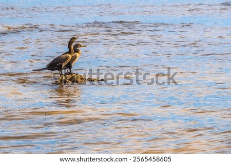 Similar – Image, Stock Photo Cormorants sit in the sunrise and dry their plumage