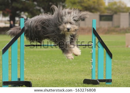 Dog Agility beardie jumping