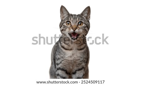 Similar – Image, Stock Photo Cute tabby cat lying down and looking at camera. Black and white image with copy space.